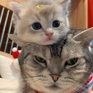 牛鞭弄入女人下身视频
