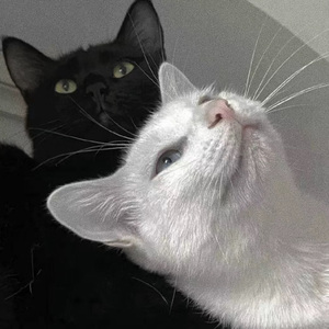 亚洲日韩精品人成在线观看
