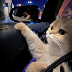 拍拍拍无档视屏人与兽
