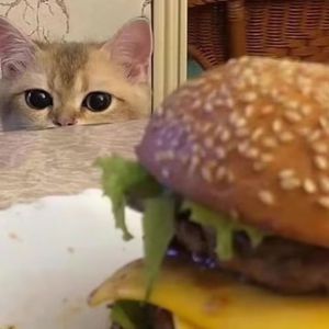 狗爷闯城中村 高清视频
