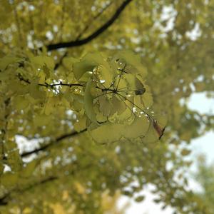 欧美大黑吊掌交
