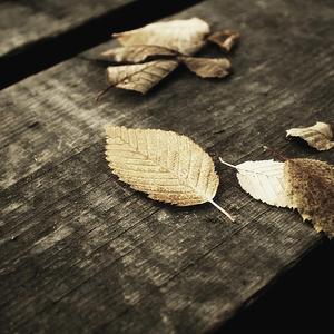 拍拍拍无档视屏人与兽
