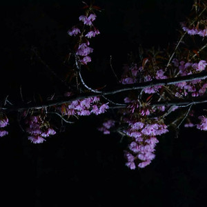 污污视频在线下载网页
